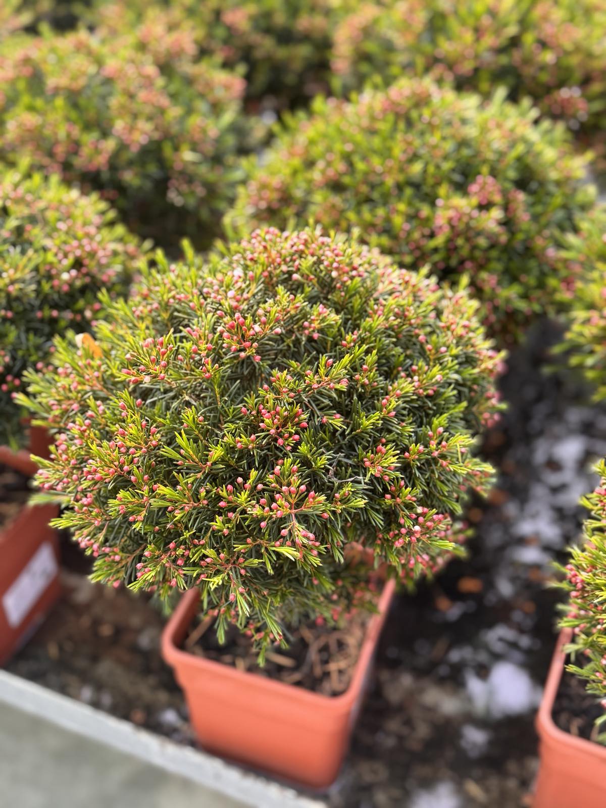 Wax Flower ή Κηρολούλουδο (Chamelaucium uncinatum) - 2